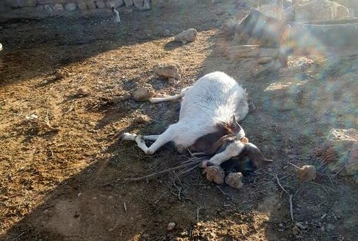 خسارت 54 میلیون ریالی زلزله به بخش کشاورزی خراسان شمالی 