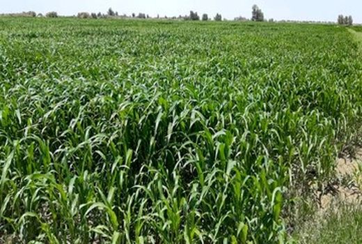 هزینه های تولید ذرت علوفه ای با فروش آن در شیروان همخوانی ندارد