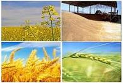 عملیات کاشت غلات پاییزه در شهرستان مهران