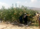 آغاز برداشت پسته در شهرستان داراب