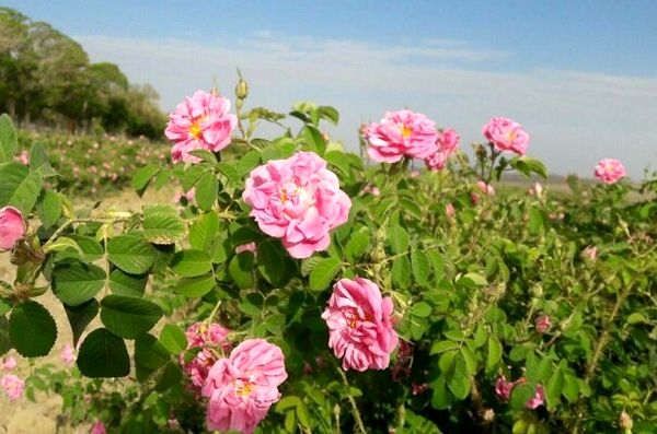 87 هکتار از مزارع کشاورزی استان قزوین به کشت گل محمدی اختصاص دارد