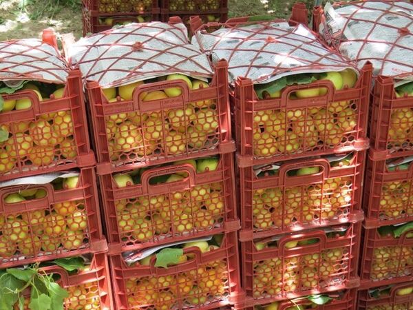 ۲۰ هزار تن زردآلو در استان یزد برداشت شد