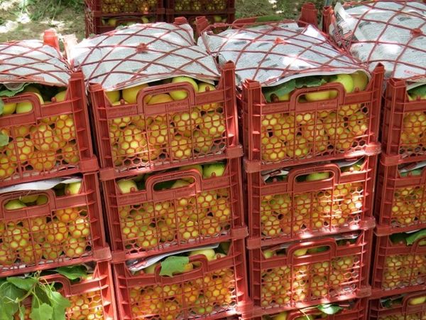 ۲۰ هزار تن زردآلو در استان یزد برداشت شد