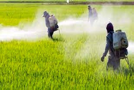 ۵۹۰ هزار هکتار مبارزه با بیماری‌های گندم انجام شد