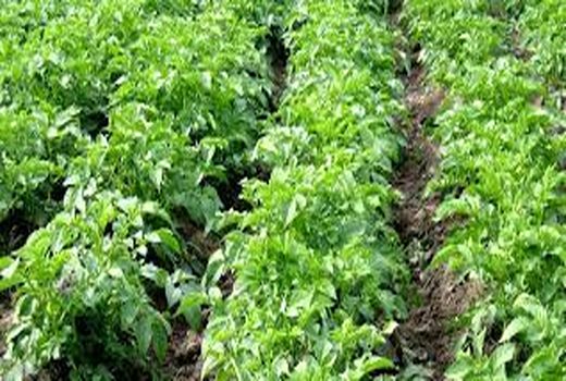 کشت 200 هکتار سبزی پاییزه در آبادان 