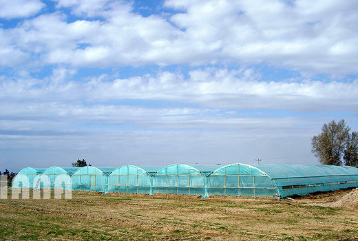 گالری عکس :گلخانه‌های ایران  2