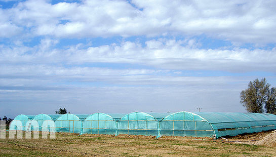 گالری عکس :گلخانه‌های ایران  2