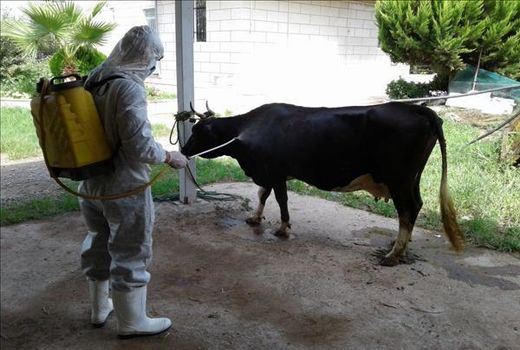 سمپاشی رایگان اماکن دامی و دام‌های روستائی شهرستان ری