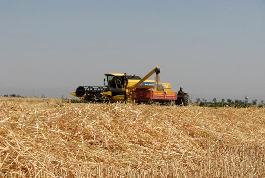 خرید ۳۰ هزار تن گندم تضمینی از کشاورزان استان قزوین