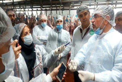 اولویت دولت تامین مرغ کامل برای تنظیم بازار داخلی کشور است