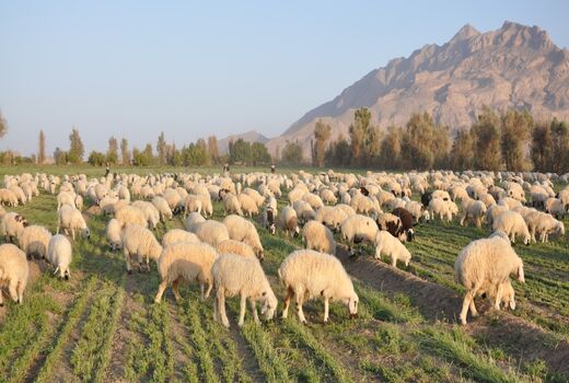 152هزار راس دام علیه بیماری تب برفکی در سیستان و بلوچستان واکسینه شدند