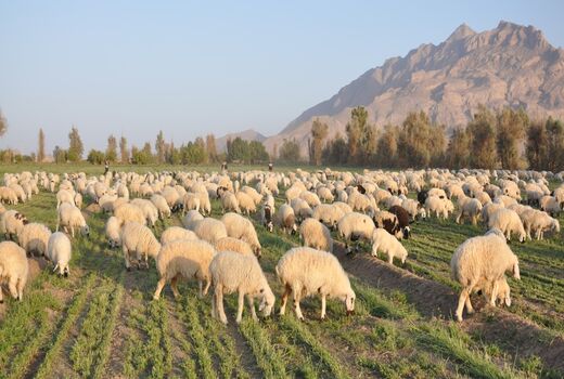 152هزار راس دام علیه بیماری تب برفکی در سیستان و بلوچستان واکسینه شدند