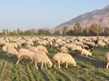 152هزار راس دام علیه بیماری تب برفکی در سیستان و بلوچستان واکسینه شدند