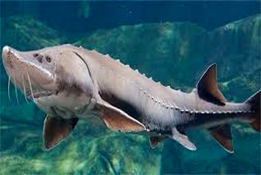 بهره برداری بهینه از منابع آب شهرستان انار با  پرورش ماهیان خاویاری 