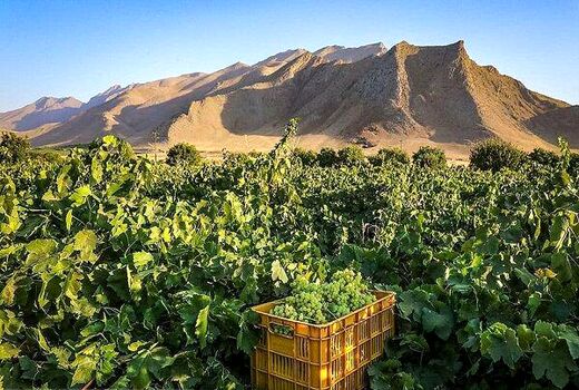 خسارت سرمازدگی به 2600 هکتار از تاکستان های  چهارمحال و بختیاری