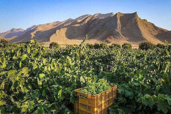 خسارت سرمازدگی به 2600 هکتار از تاکستان های  چهارمحال و بختیاری