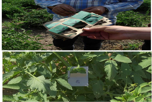 مبارزه بیولوژیک در100 هکتار از مزارع گوجه فرنگی شهرستان البرز اجرا شد