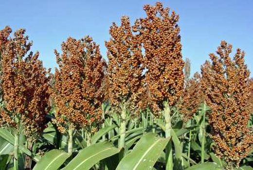 طرح مقایسه ارقام علوفه های کم آب بر در استان قزوین اجرا شد