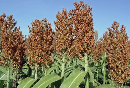 طرح مقایسه ارقام علوفه های کم آب بر در استان قزوین اجرا شد