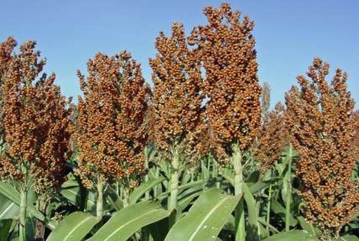 طرح مقایسه ارقام علوفه های کم آب بر در استان قزوین اجرا شد