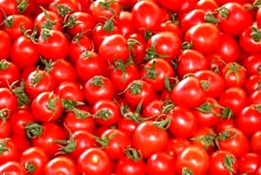 گوجه گیلاسی از بیضا روانه بازار شد
