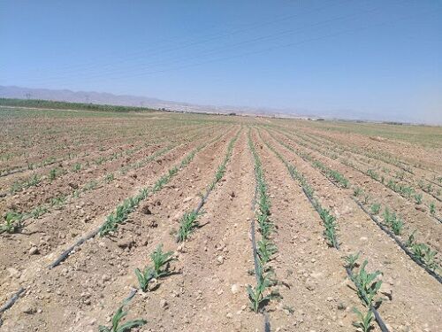 کشت ذرت علوفه ای در اقلید توسعه می یابد 