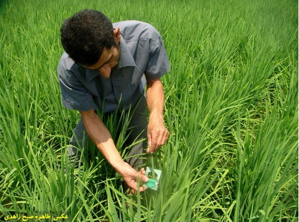 آغاز کنترل بیولوژیک نسل دوم آفت ساقه خوار برنج در شهرستان لاهیجان