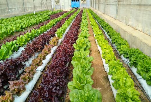 تنوع ژنتیکی کاهو سرمایه‌ای برای کشاورزی پایدار ایران است