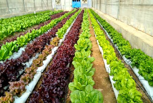 تنوع ژنتیکی کاهو سرمایه‌ای برای کشاورزی پایدار ایران است
