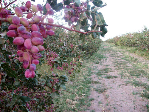 وبینار بررسی خسارت قارچ آلترناریا بر عارضه اضمحلال پوست استخوانی پسته 
