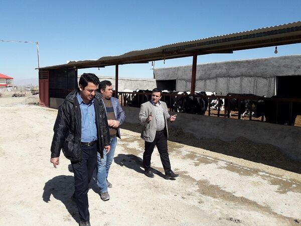 بازدید مدیر جهاد کشاورزی شهرستان فاروج ازگاوداری صنعتی 200 راسی فری استال