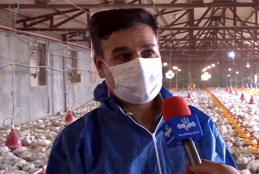 جوجه ریزی در ۲۲ واحد مرغداری گوشتی راکد در مراغه