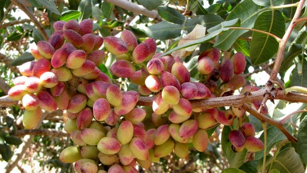 برداشت بیش از 7هزار تن پسته از باغات شهرستان زرند
