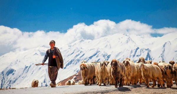 برندسازی محصولات سالم و پاک مناطق عشایری چهارمحال و بختیاری 