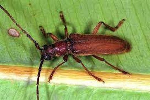 مبارزه با آفات نخیلات در خرمشهر