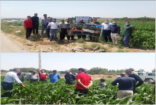 آشنایی کشاورزان بویین زهرا با روش‌ نوین کشت ذرت علوفه‌ای