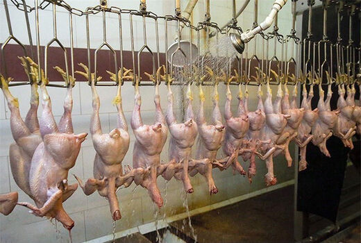 ثبات قیمت مرغ طی هفته های اخیر 