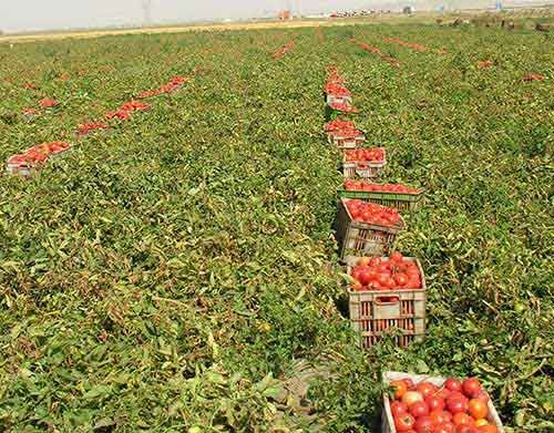 برداشت گوجه فرنگی از مزارع شهرستان البرز آغاز شد