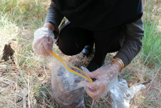 تولید خرمای گواهی شده در آبادان