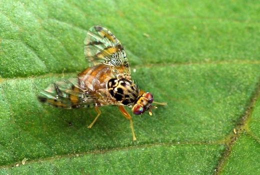 مبارزه با مگس میوه مدیترانه‌ای در استان اصفهان آغاز شد