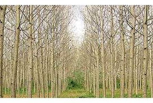 زراعت چوب در 80 هکتار اراضی میاندورود