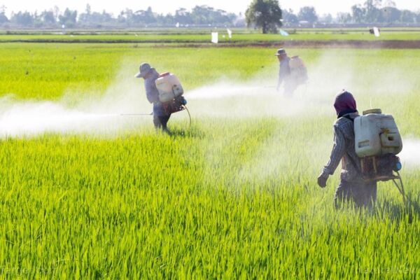 مبارزه شیمیایی با علف‌های هرز گندم پاییزه در 24 هزار هکتار از اراضی کشاورزی 
