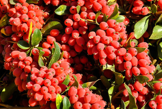 تحقق صادرات با راه‌اندازی ویترین زرشک در سفارتخانه‌های ایران