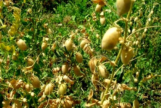 رتبه دوم استان آذربایجان شرقی در تولید نخود در کشور