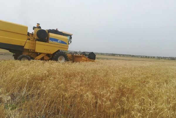 عملیات اجرایی طرح ملی جهش تولید در دیم‌زارهای بوشهر آغاز شد