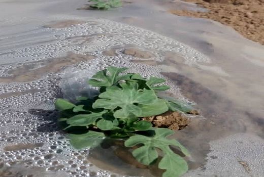 کاشت بیش از 500 هکتار جالیز در فسا