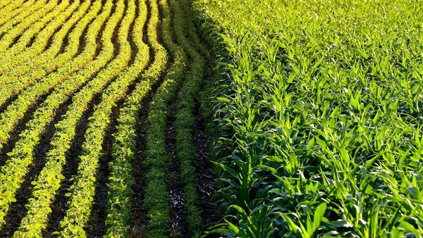 لزوم توسعه کشاورزی قراردادی با مشارکت اتحادیه شرکتهای تعاونی روستایی