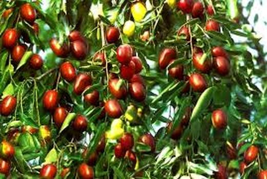 کلکسیون دو هکتاری با 34 رقم عناب در سربیشه