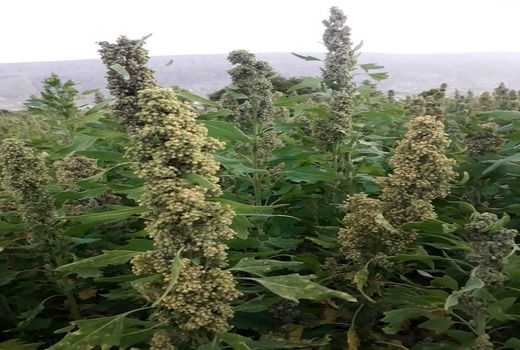 کاشت کینوا برای اولین بار در قیروکارزین 