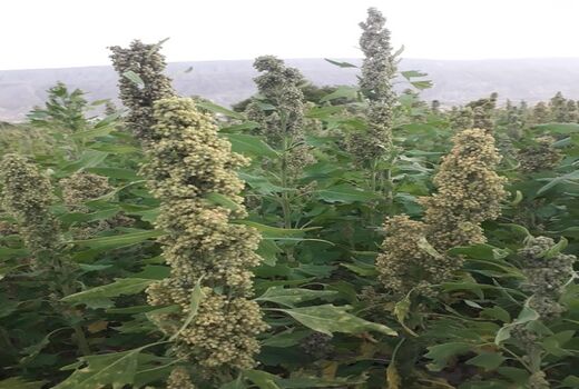 کاشت کینوا برای اولین بار در قیروکارزین 